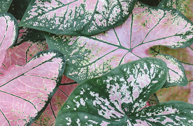 写给朋友的英文范文_三年级满分英语作文4篇